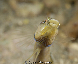 Sealed with a Kiss! by Suzan Meldonian 